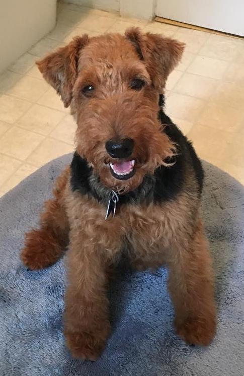 Lost, Missing Dog - Welsh Terrier - Needham, MA, USA 02494 ...