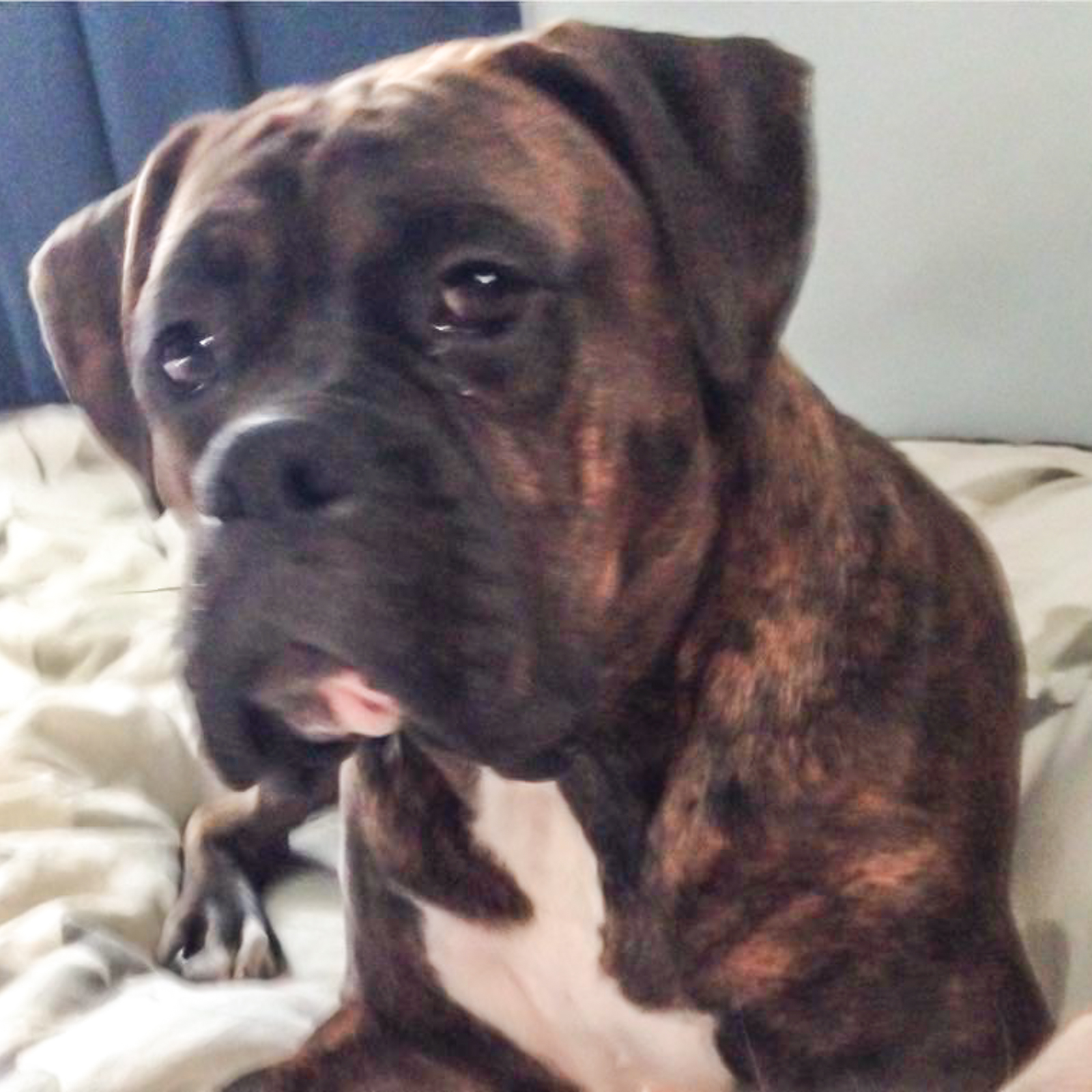Lost, Missing Dog - Boxer - Canton, OH, USA 44706 on ...