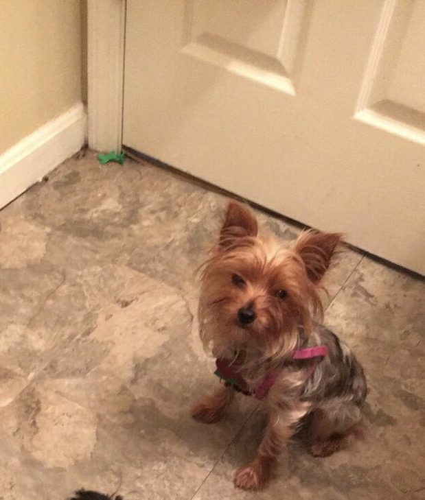 Lost, Missing Dog - Yorkshire Terrier Yorkie - Louisville, Ky, USA 1419 on March 30, 2017)