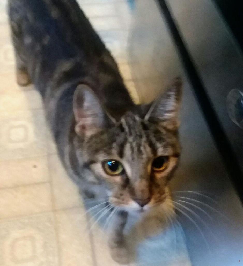 Found Cat  Unknown Manchester  CT USA 06042 on 