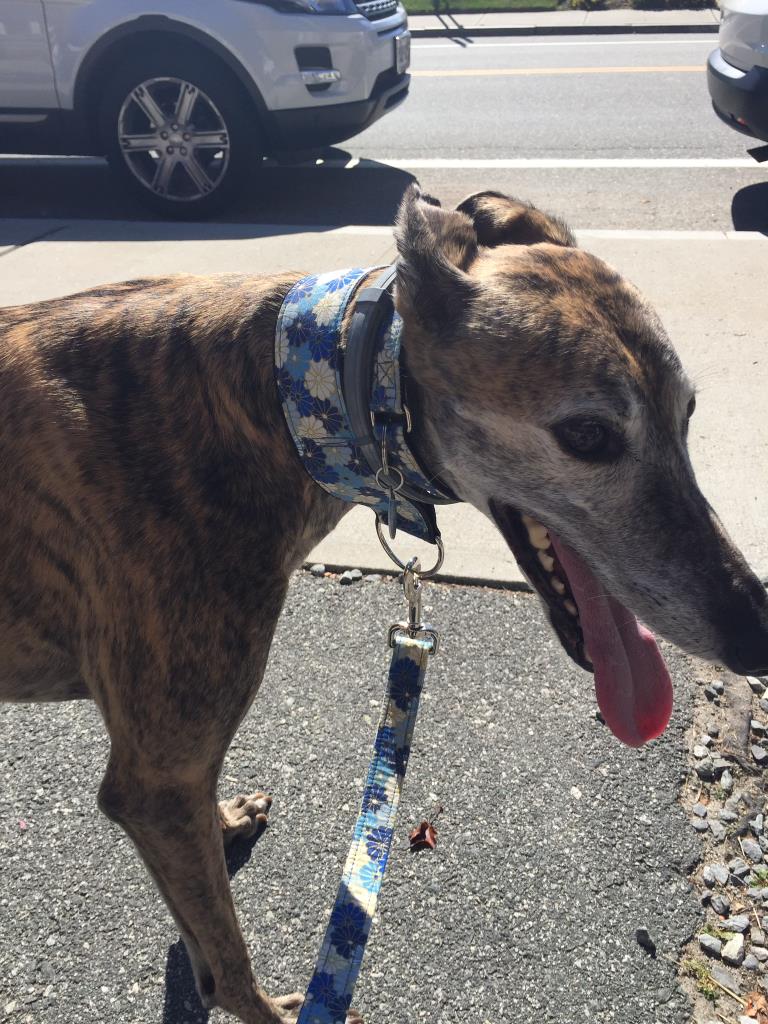 Lost, Missing Dog - Greyhound - Scituate, RI, USA 02857 on ...